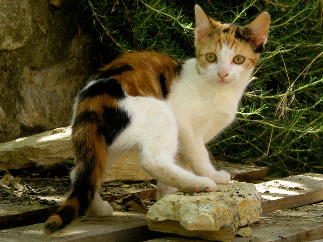 Gato American Shorthair Calicó
