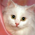 Cachorro de gato de angora blanco