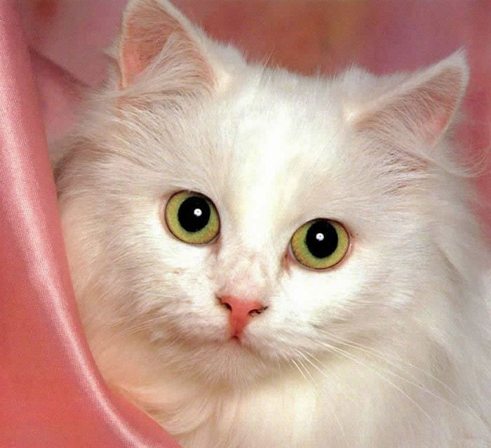 Cachorro de gato de angora blanco