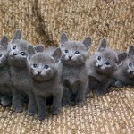 ¿Cuáles son las características de los bebés de gato azul ruso?