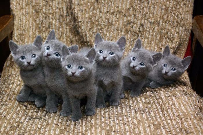 ¿Cuáles son las características de los bebés de gato azul ruso?