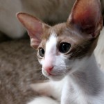 ¿Cómo cuidar a un bebé de gato oriental?