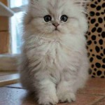 El bebé de gato persa Chinchilla Silver