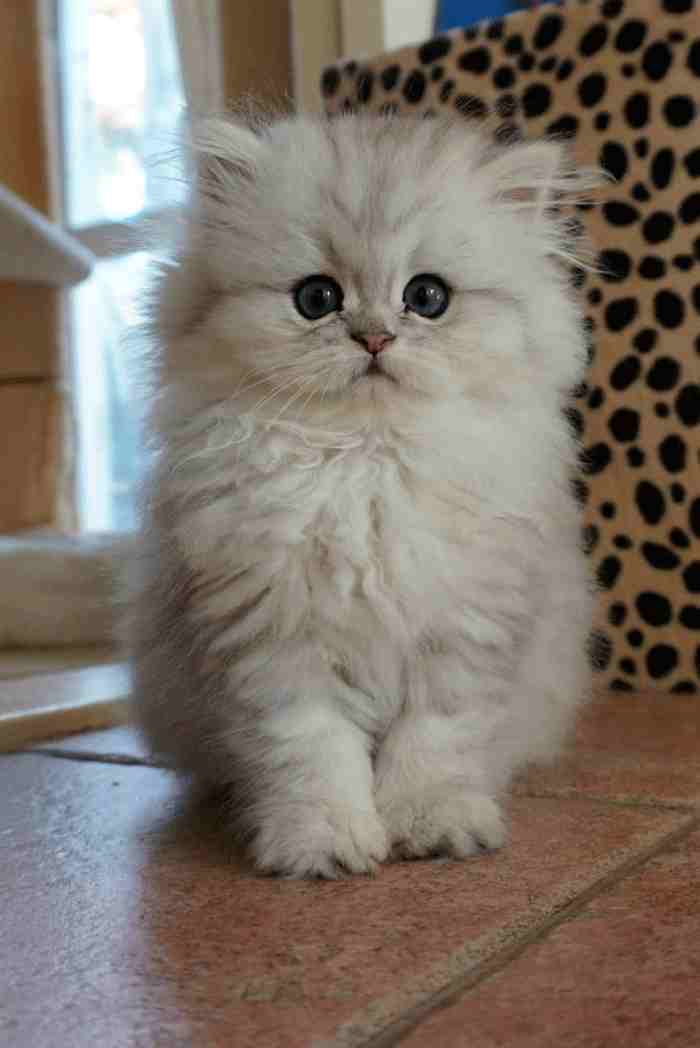 El bebé de gato persa Chinchilla Silver