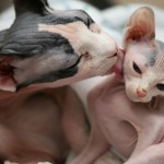 Cuidados del bebé de gato egipcio de un mes