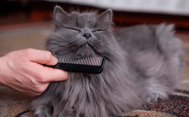 ¿Por qué debemos cepillar el pelaje de nuestro gato?
