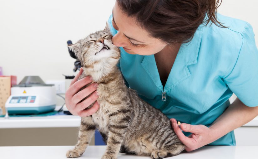 La primera gato veterinario | Mundo Gato