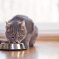 Importancia de la buena alimentación en los gatos