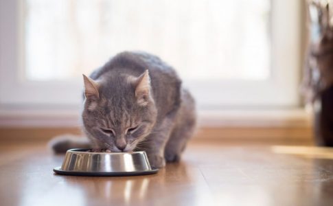 Importancia de la buena alimentación en los gatos