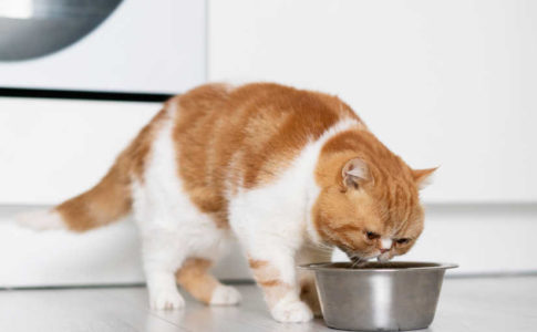 Tipos de comida para gatos