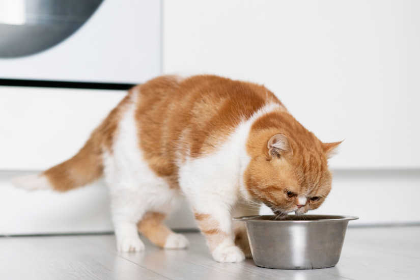 Tipos de comida para gatos