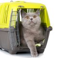 Transportines para gatos