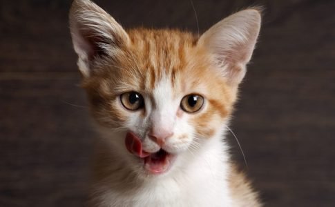 La mejor comida para cachorros de gato