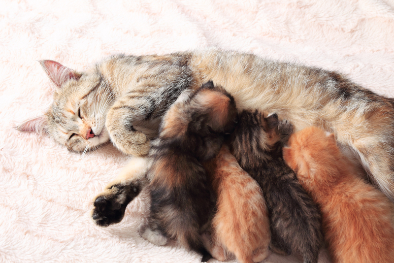 Consejos para cuidar a una gata tras el parto