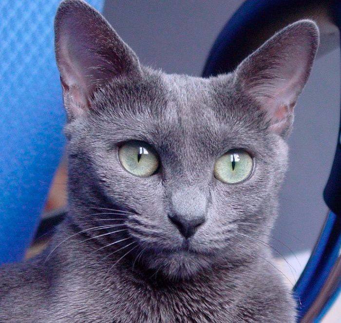 El pelaje del gato azul ruso
