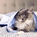 Medicamentos para curar la gripe de los gatos