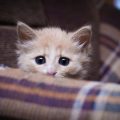 Remedios contra la depresión de los gatos