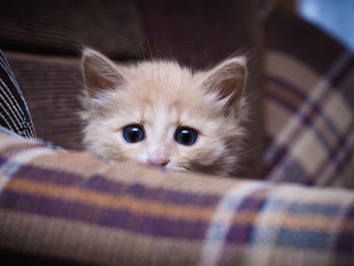 Remedios contra la depresión de los gatos