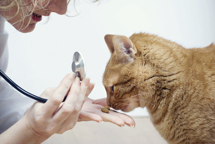 Medicamentos para desparasitar al gato