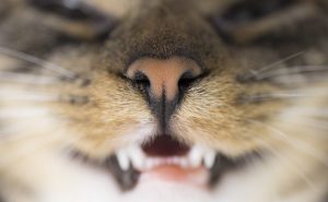 qué gato babea cuando lo acaricio? | Mundo Gato