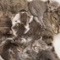 Características del parto de una gata primeriza