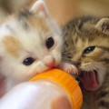 La mejor leche para los gatos recién nacidos
