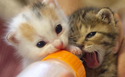 La mejor leche para los gatos recién nacidos