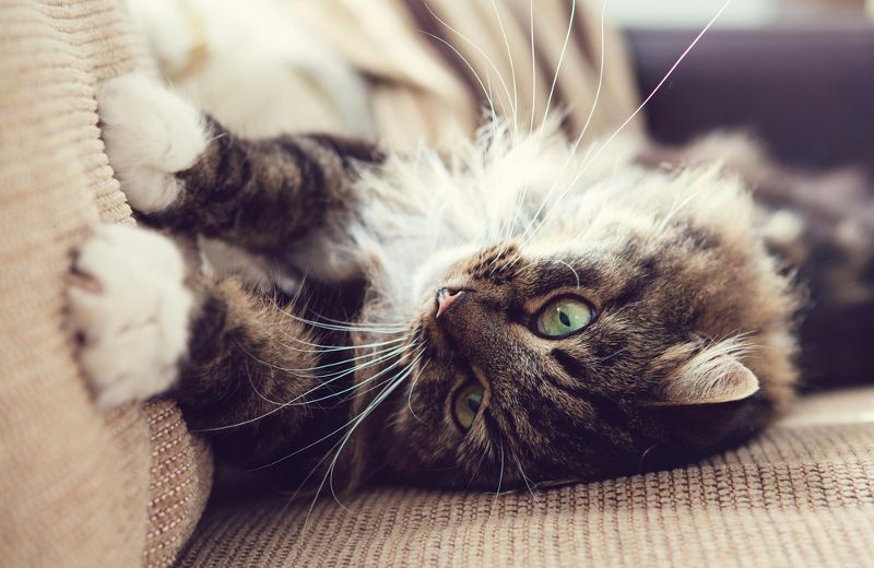 Por qué tu gato araña el sofá