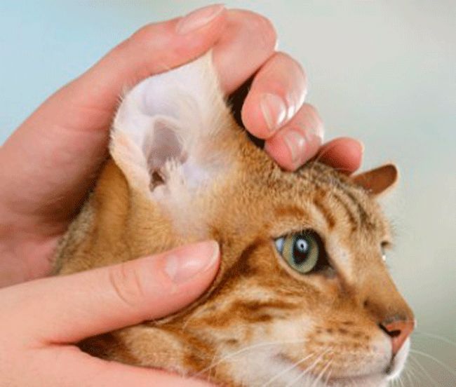 Limpieza de orejas a un gato