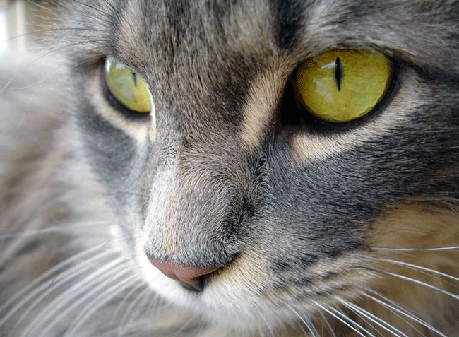 ¿Cómo limpiar los ojos a un gato?