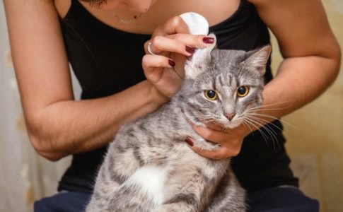 Higiene de los oídos del gato
