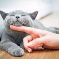 Cómo cuidar la salud de tu gato