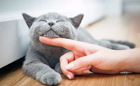 Cómo cuidar la salud de tu gato