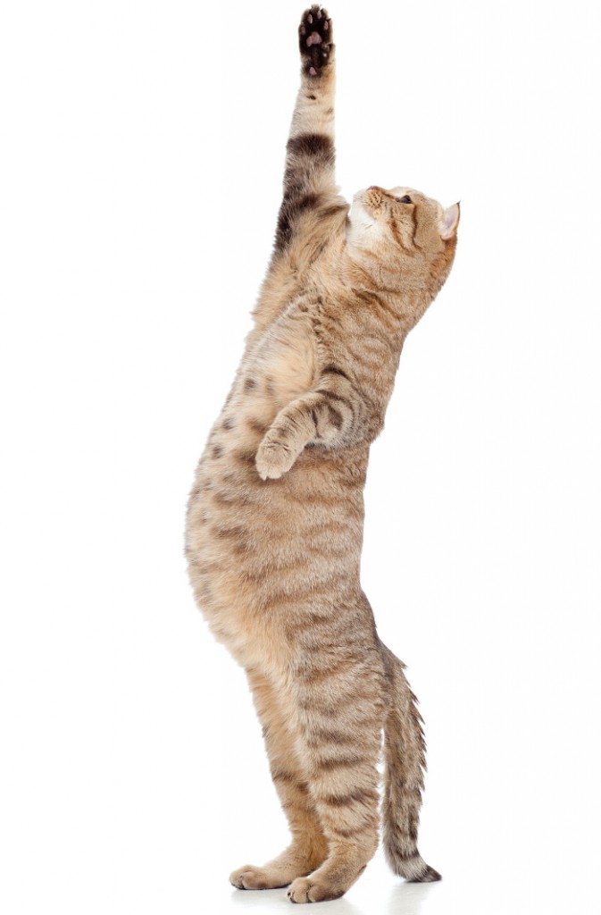 Pregnant cat looking upward isolated on white