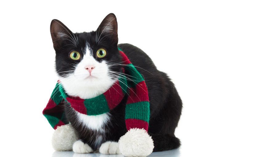 Ropa para gatos: 7 consejos para vestir a felino | Mundo Gato