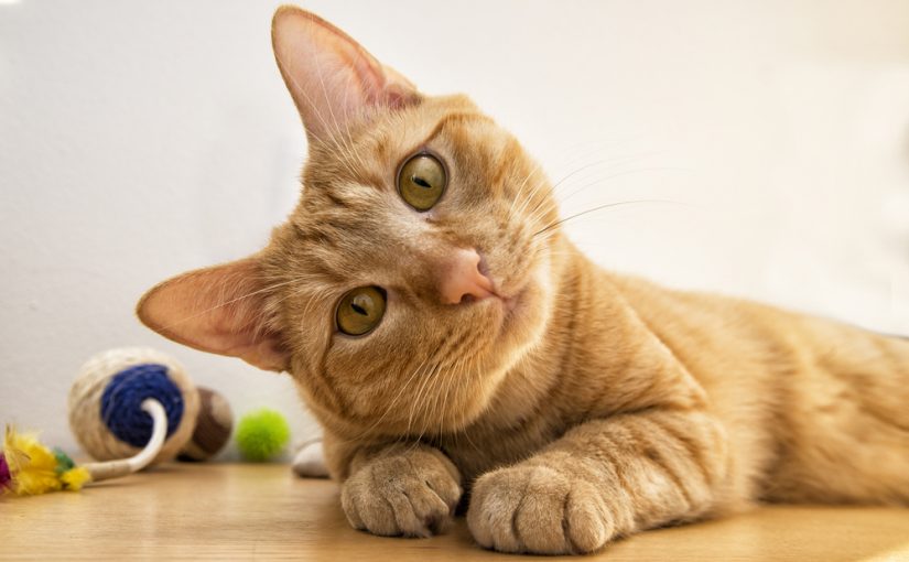 Enfatizar Rebaja Verter Cuánto tarda un gato en adaptarse a su nuevo hogar? | Mundo Gato