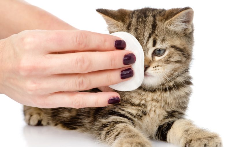 Higiene del gato con conjuntivitis