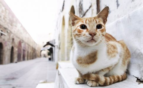 Quiero adoptar un gato callejero. ¿Qué puedo hacer?