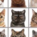 Tipos de razas de gatos