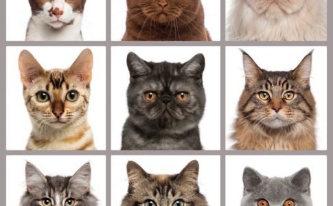 Tipos de razas de gatos