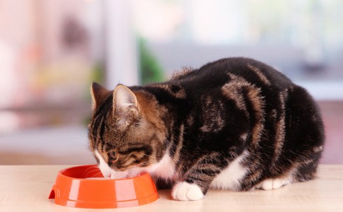 ¿Cuántas veces come un gato al día?