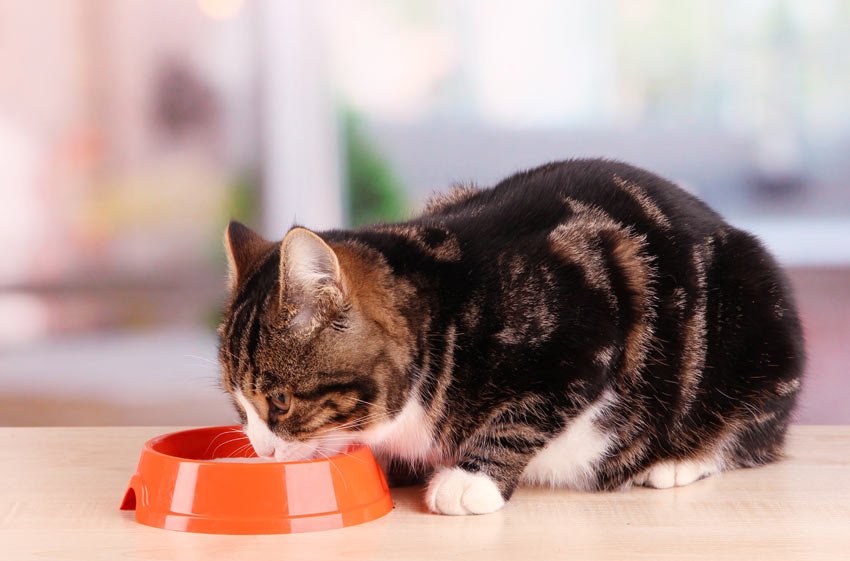 ¿Cuántas veces come un gato al día?