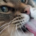 ¿Qué cantidad de agua debe beber un gato?