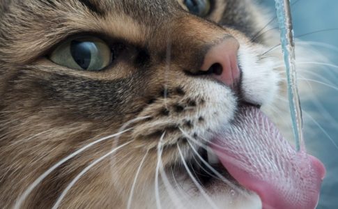 ¿Qué cantidad de agua debe beber un gato?