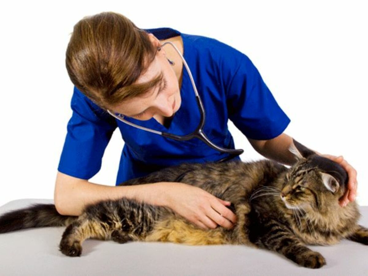 Обследование кошек. Ветеринар с кошкой. Осмотр кошки. Котенок у ветеринара. Лечебный кот.