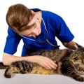 Precio de la esterilización en gatos