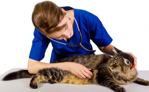 Precio de la esterilización en gatos