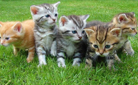 Cuántos gatitos suele tener una gata en cada parto