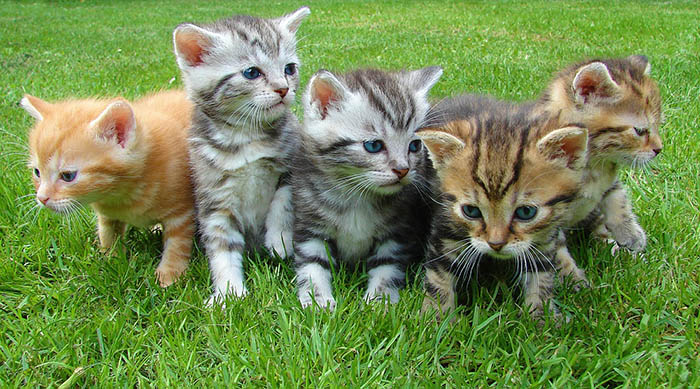 Cuántos gatitos suele tener una gata en cada parto