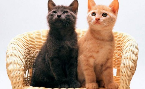 ¿Dos gatos pueden usar la misma bandeja sanitaria?